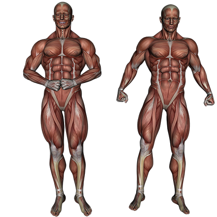 recuperación muscular músculos Cuerpo grupos musculares